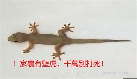 家中突然出現壁虎